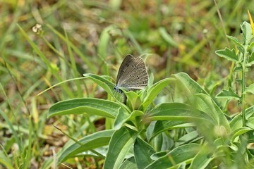 Kreuzenzian-Ameisenbläuling (Phengaris rebeli) bei der Eiablage an Kreuz-Enzian (Gentiana cruciata) 

