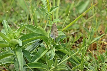 Kreuzenzian-Ameisenbläuling (Phengaris rebeli) bei der Eiablage an Kreuz-Enzian (Gentiana cruciata) 
