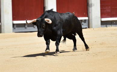 bull black in spanish bullring with big horns