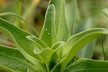 Eier des Kreuzenzian-Ameisenbläulings (Phengaris rebeli) an Kreuz-Enzian (Gentiana cruciata) 

