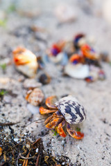 Hermit crabs