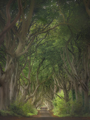 Dark Hedges - Nordirland - Alte Laubbaumallee mit knorrigen Ästen und grünem Blätterdach durch die eine Strasse hinab führt