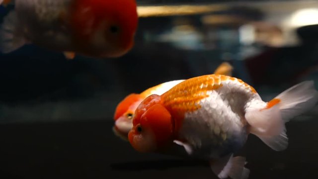 A big goldfish is swimming in a fish tank