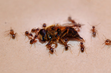 ants carry bee ,strong ant.