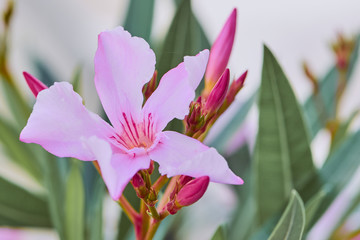 Oleander, rosa Blüte mit Knospen, Nahaufnahme 