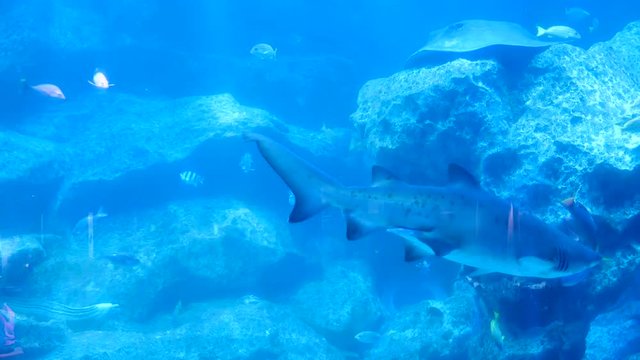 Sharks are swimming in the aquarium