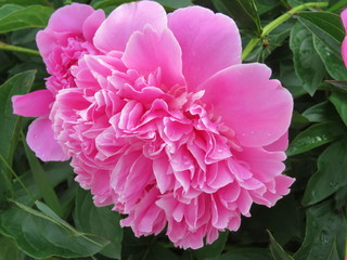 pink peonies