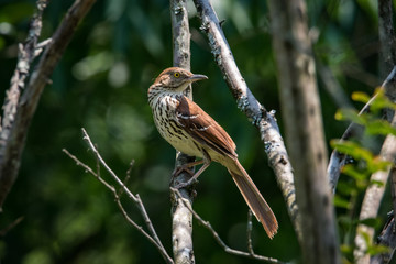 Brown Thrasher perched on a branch in summer in North Carolin