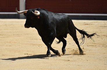 bull black in spanish bullring with big horns