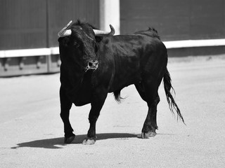 bull black in spanish bullring with big horns