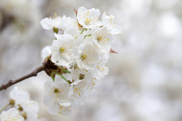 Blossom tree over nature background