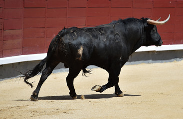 bull black in spanish bullring with big horns