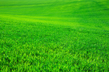 Obraz na płótnie Canvas green grass on green background