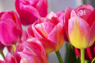 Beautiful pink tulip background