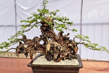 Bonsai tugas bato or simple leaf chastetree-Vitex parviflora or trifolia. Dumaguete-Philippines.0516