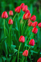 Beautiful red tulip background