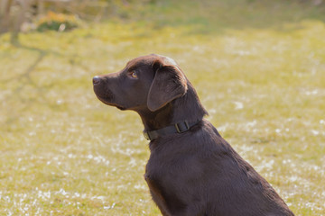 Labrador auf Wiese