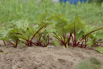 Young beetroot sprouts growing on soil. Small beet plants in vegetable bed in garden.