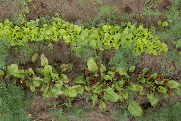 Vegetable beds of young beetroot and carrot sprouts, top view. Young beets, carrots, dill growing on soil.