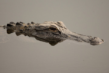 American Alligator, Alligator mississippiensis