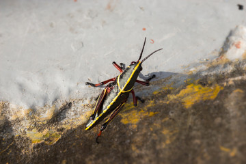 Eastern lubber grasshopper, Romalea microptera