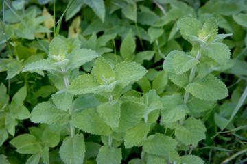 Mint plant growing in garden. Aromatic mint for tea or cook in a natural organic cultivation land.
