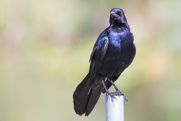 Boat-tailed grackle, Quiscalus major