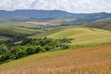 Fototapeta na wymiar Toskana-Landschaft bei San Gimignano (Itlaien)