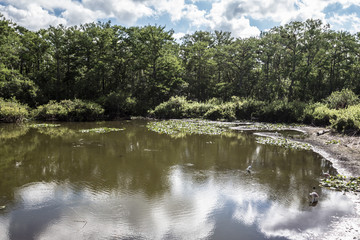 Spotted at Six Mile Cypress Slough Preserve, Fort Myers, Florida