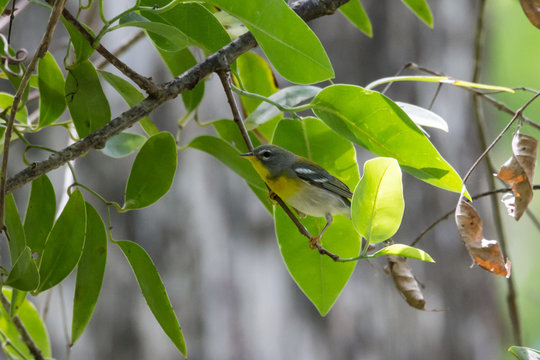 northern parula (Setophaga americana)