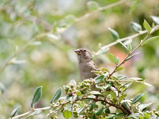 Oiseau