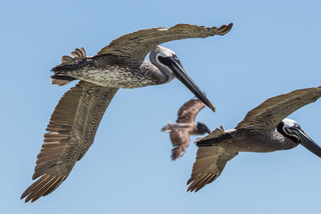 Fototapeta na wymiar Brown pelican (Pelecanus occidentalis)