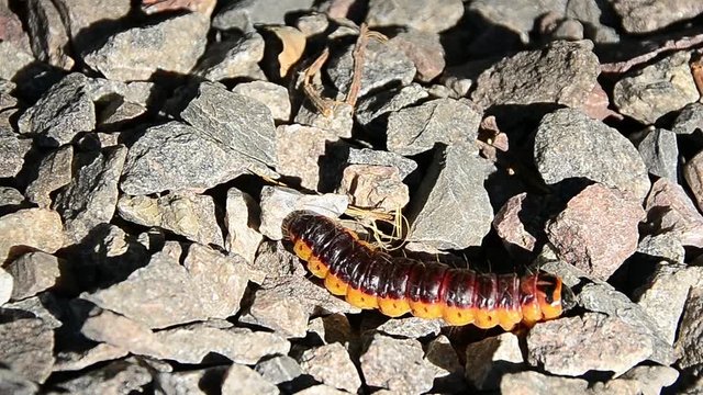 Cossus cossus, goat moth, caterpillar