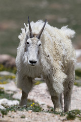 Naklejka na ściany i meble Wild Mountain Goats of the Colorado Rocky Mountains
