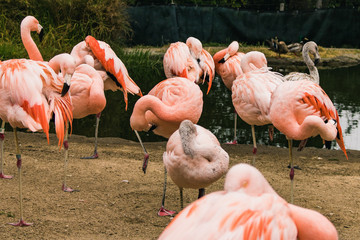 Flamingo Family