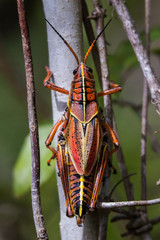 Eastern lubber grasshopper, Romalea microptera