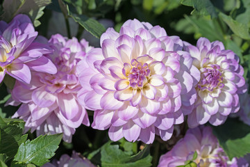 Dahlien, Dahlias