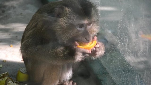 Macaca nemestrina, southern pig-tailed macaque, monkey