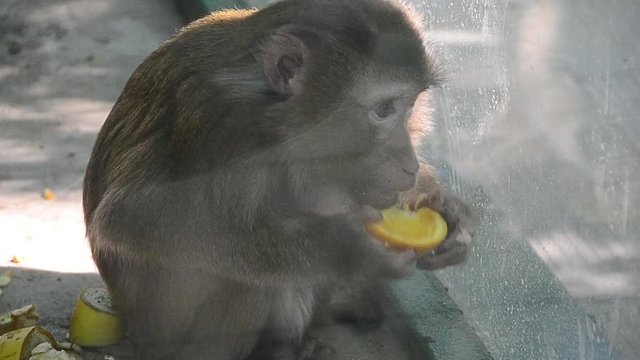 Macaca nemestrina, southern pig-tailed macaque, monkey