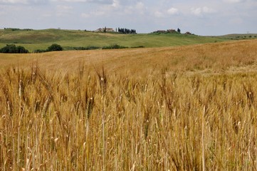 Toskana-Landschaft bei San Gimignano (Itlaien)