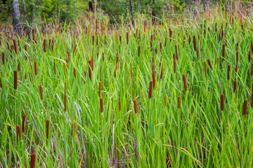 Cattail Grass Field