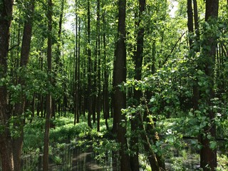 Naklejka premium The bog in the spring forest. Marsh and swamp