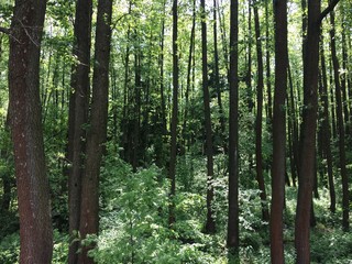 Fototapeta premium The bog in the spring forest. Marsh and swamp