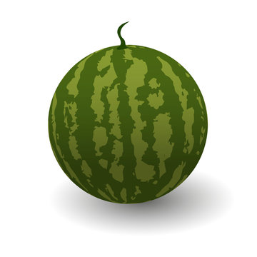 Vector illustration of Figure of a green watermelon on a white background
