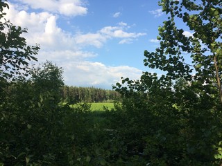 Ferns cover the forest floor in sunny summer day. Russia