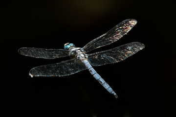 Dragonfly flying against a black backdrop