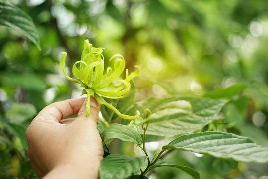 Soft focus of Desmos chinensis in the garden.
