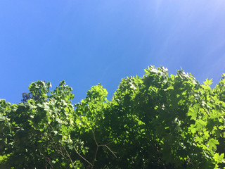 Krone of a tree in spring with blue sky