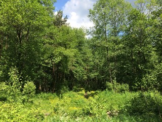 Ferns cover the forest floor in sunny summer day. Russia