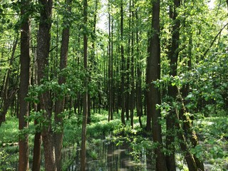 The bog in the spring forest. Marsh and swamp